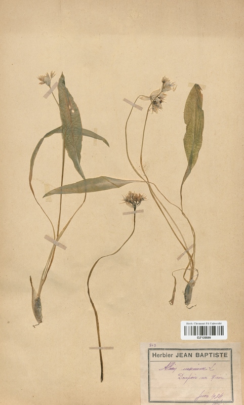 Allium ursinum (Alliaceae)