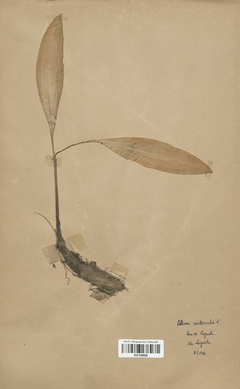 Allium victorialis (Alliaceae)
