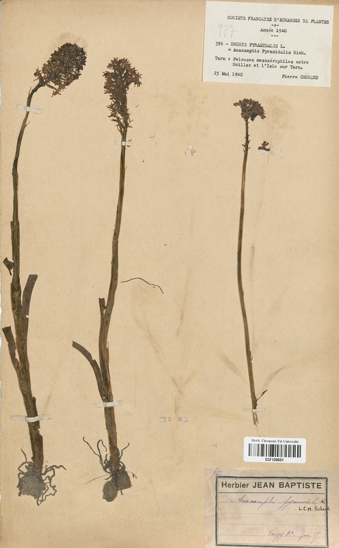Anacamptis pyramidalis (Orchidaceae)