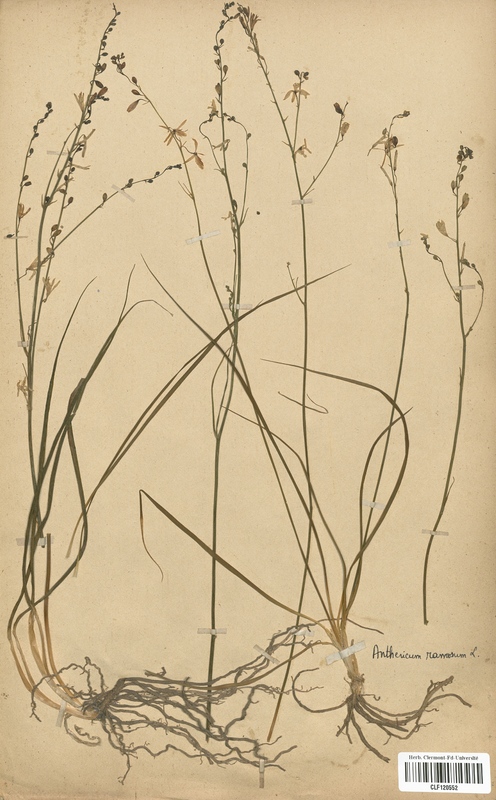 Anthericum ramosum (Liliaceae)