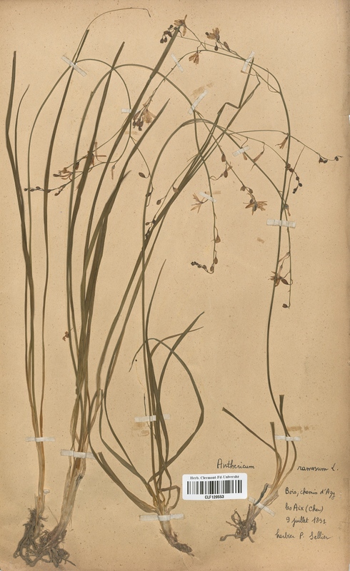 Anthericum ramosum (Liliaceae)