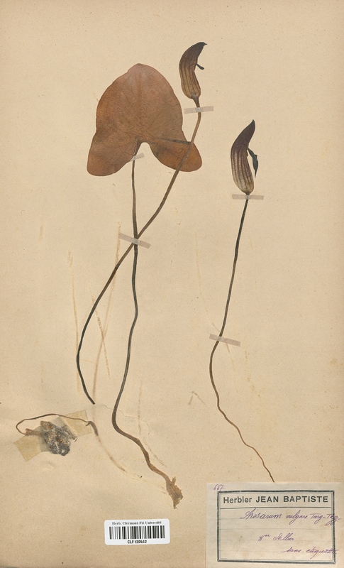 Arisarum vulgare (Araceae)