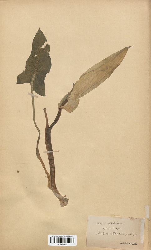 Arum italicum (Araceae)