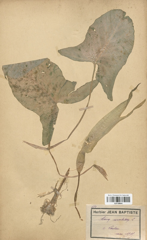 Arum maculatum (Araceae)