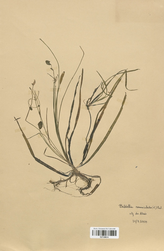 Baldellia ranunculoides (Alismataceae)