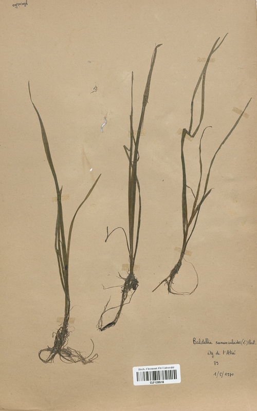 Baldellia ranunculoides (Alismataceae)