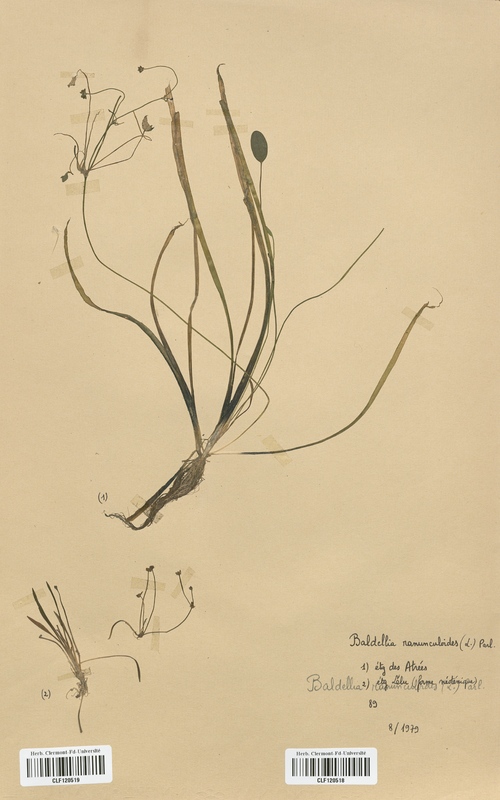 Baldellia ranunculoides (Alismataceae)