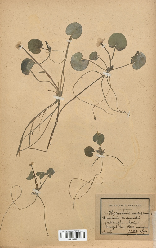 Baldellia ranunculoides (Alismataceae)