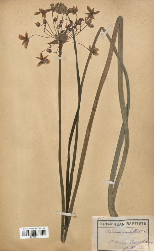 Butomus umbellatus (Butomaceae)