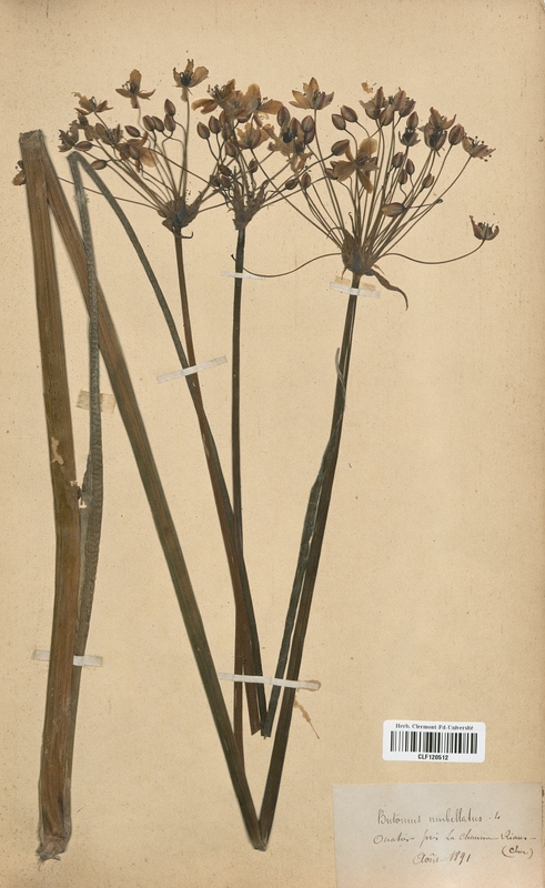 Butomus umbellatus (Butomaceae)