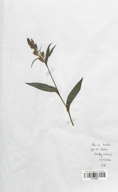 Cephalanthera damasonium (Orchidaceae)