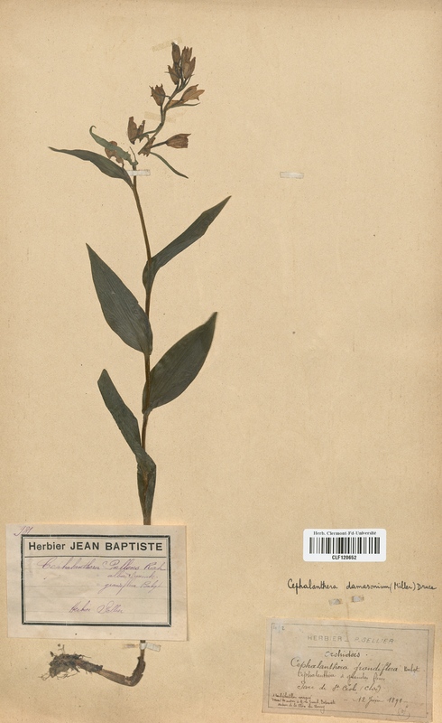 Cephalanthera damasonium (Orchidaceae)