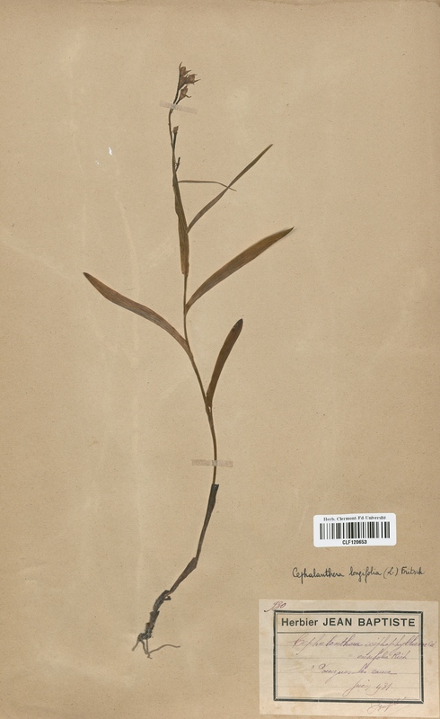Cephalanthera longifolia (Orchidaceae)