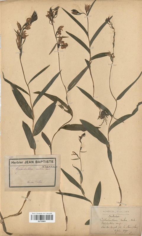 Cephalanthera rubra (Orchidaceae)