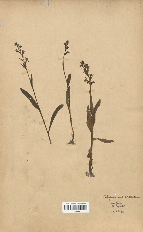 Coeloglossum viride (Orchidaceae)