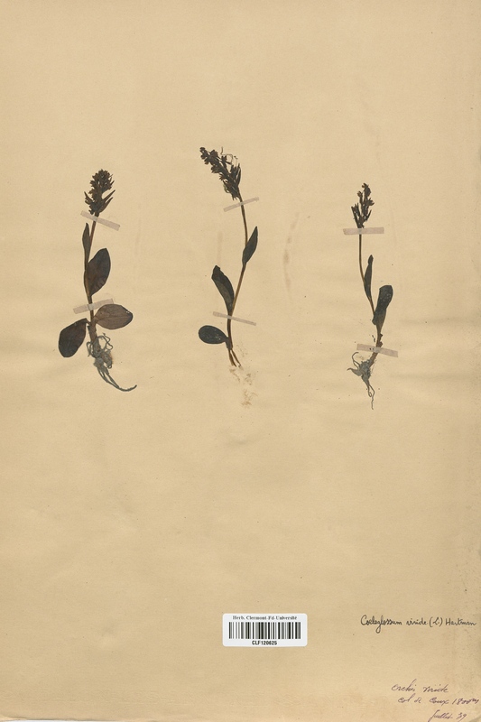 Coeloglossum viride (Orchidaceae)
