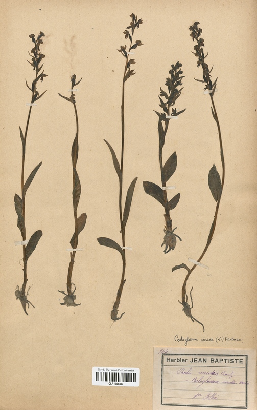 Coeloglossum viride (Orchidaceae)