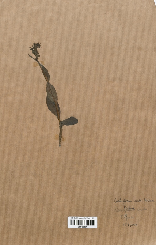 Coeloglossum viride (Orchidaceae)