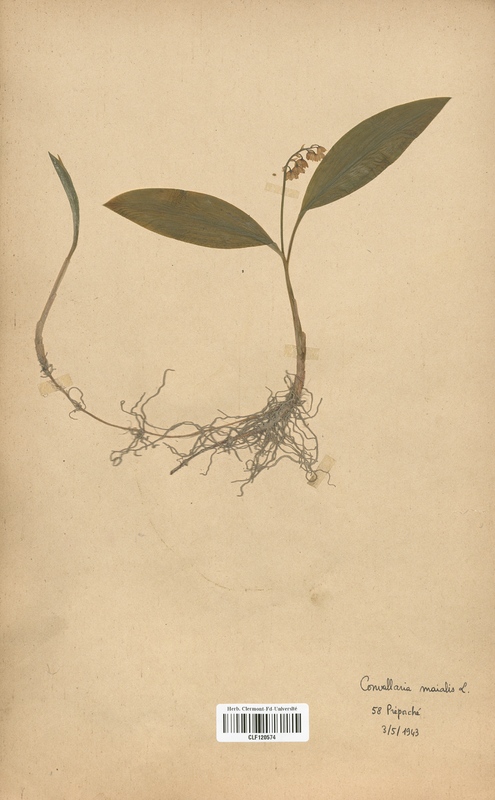 Convallaria majalis (Liliaceae)