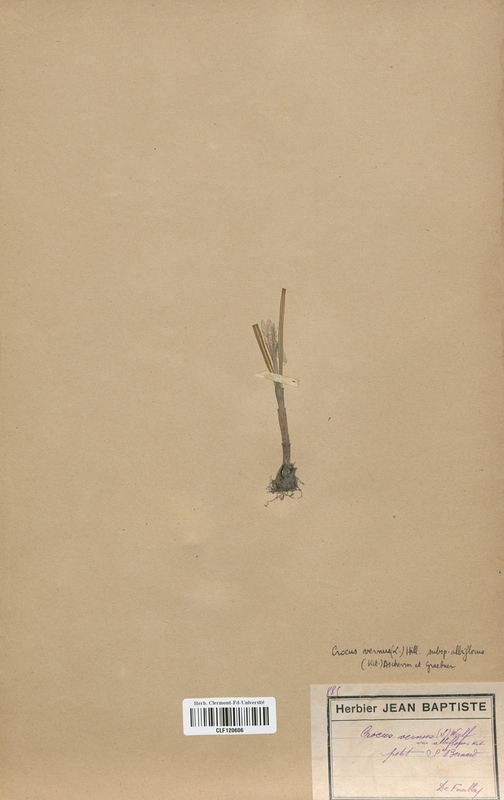 Crocus vernus albiflorus (Iridaceae)