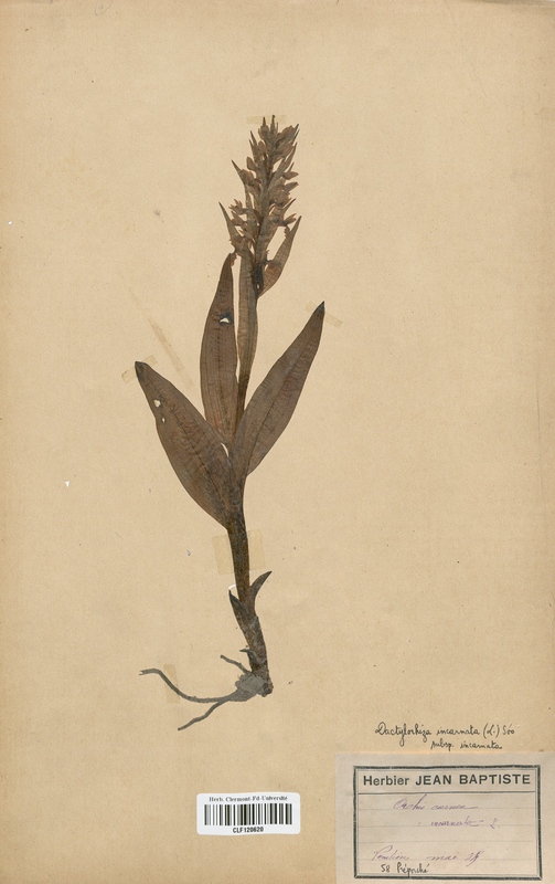 Dactylorhiza incarnata (Orchidaceae)