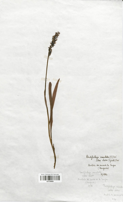 Dactylorhiza maculata elodes (Orchidaceae)