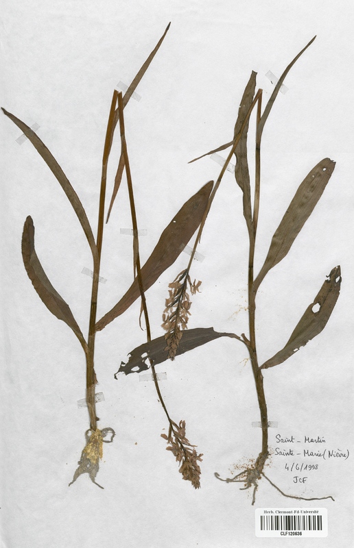 Dactylorhiza maculata elodes (Orchidaceae)