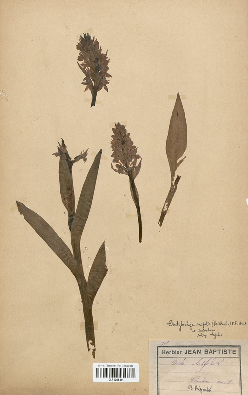 Dactylorhiza majalis (Orchidaceae)