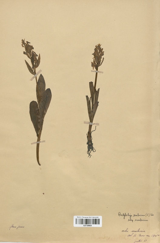 Dactylorhiza sambucina (Orchidaceae)