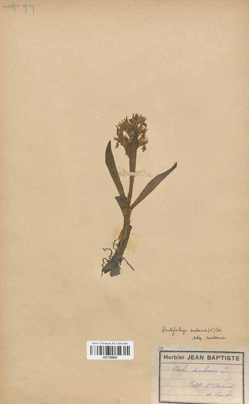 Dactylorhiza sambucina (Orchidaceae)