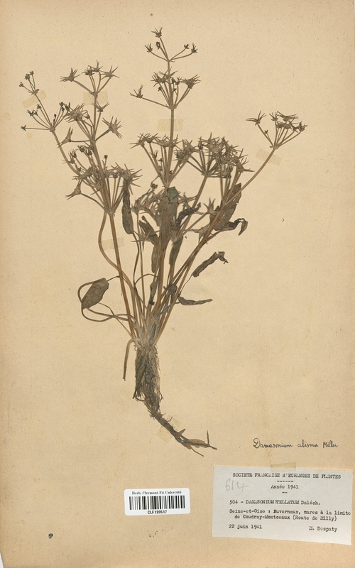 Damasonium stellatum (Alismataceae)