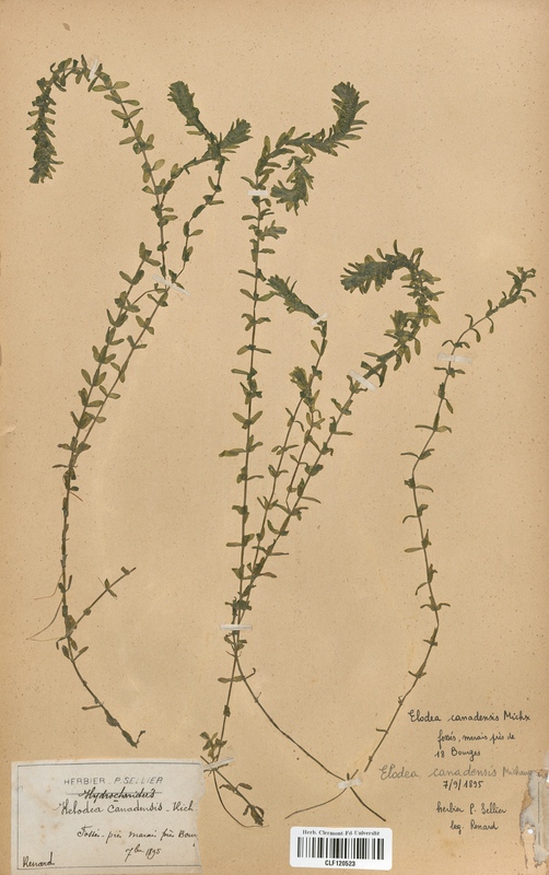 Elodea canadensis (Hydrocharitaceae)