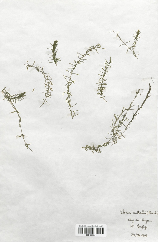 Elodea nuttallii (Hydrocharitaceae)