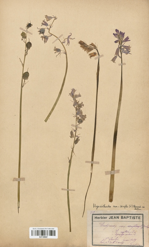 Endymion non scriptum (Liliaceae)