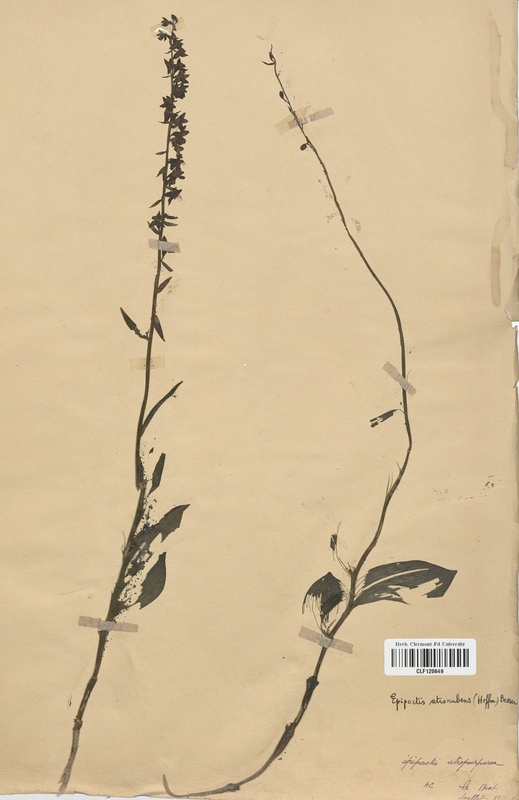 Epipactis atrorubens (Orchidaceae)
