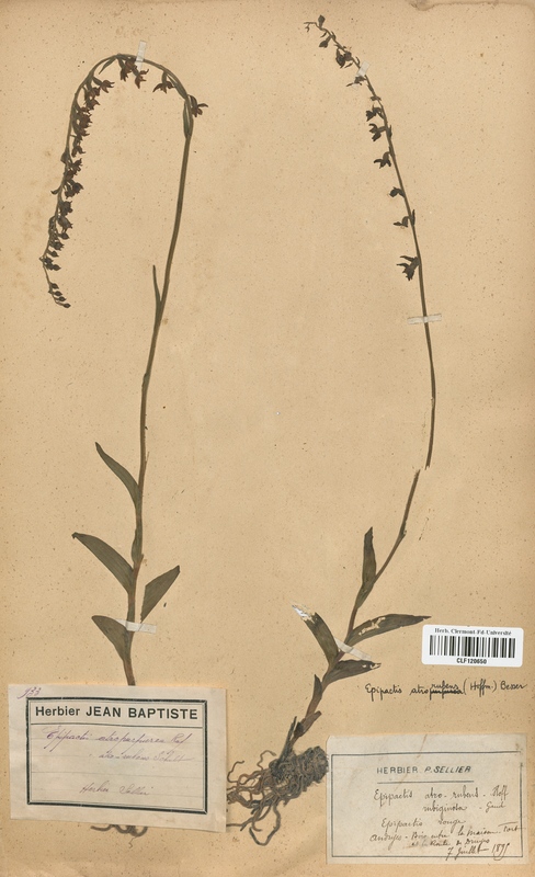 Epipactis atrorubens (Orchidaceae)
