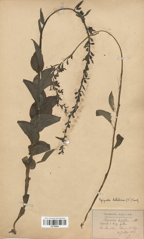 Epipactis helleborine (Orchidaceae)