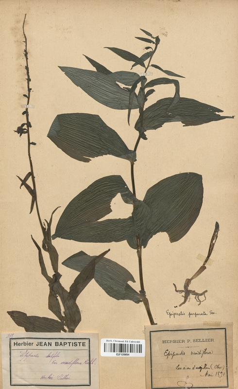 Epipactis latifolia viridifolia (Orchidaceae)