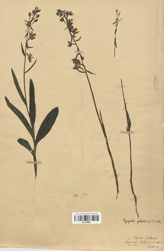 Epipactis palustris (Orchidaceae)