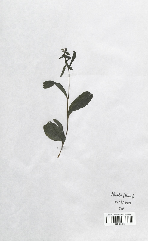 Epipactis purpurata (Orchidaceae)