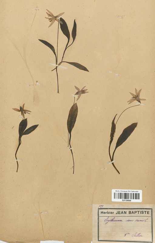 Erythronium dens-canis (Liliaceae)