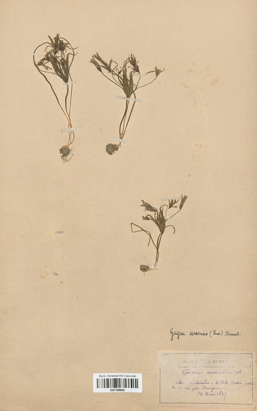 Gagea arvensis (Liliaceae)