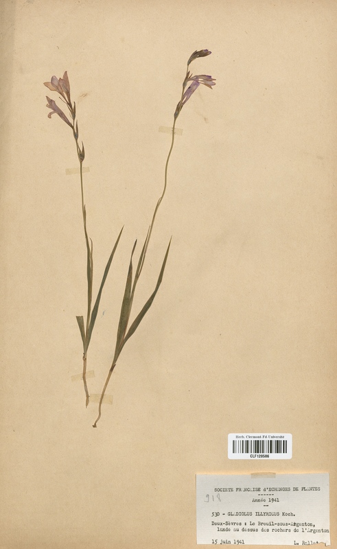 Gladiolus illyricus (Iridaceae)