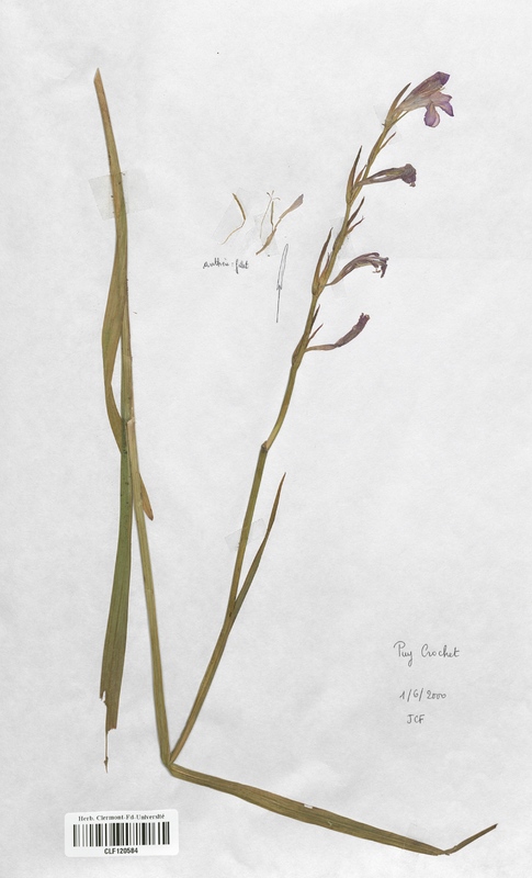 Gladiolus etalicus (Iridaceae)