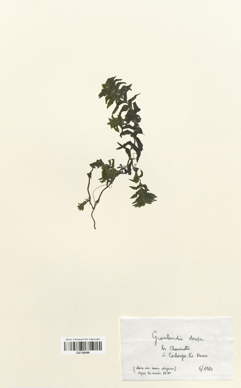 Groenlandia densa (Potamogetonaceae)
