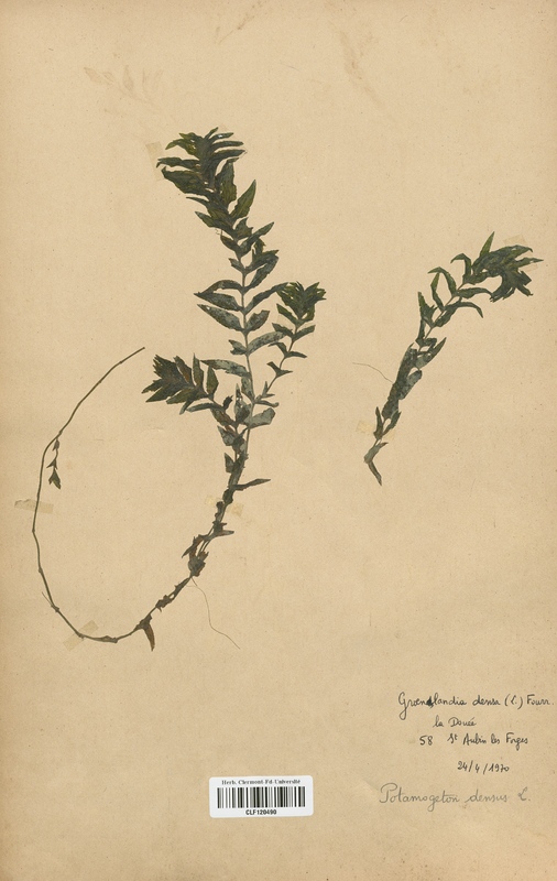 Groenlandia densa (Potamogetonaceae)