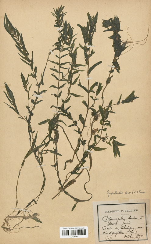 Groenlandia densa (Potamogetonaceae)