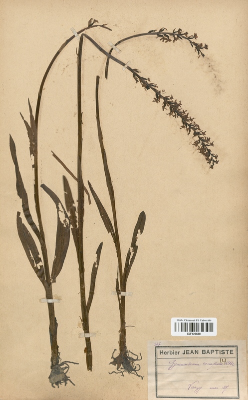 Gymnadenia conopsea (Orchidaceae)