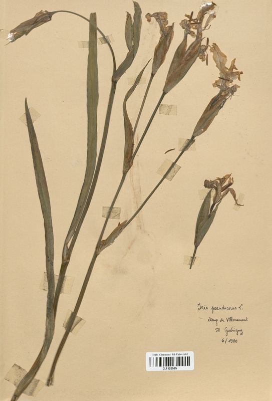 Iris pseudacorus (Iridaceae)