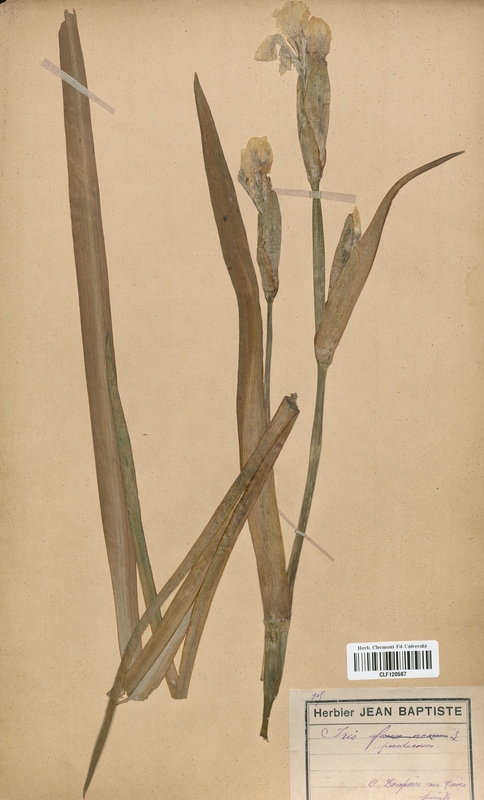 Iris pseudacorus (Iridaceae)